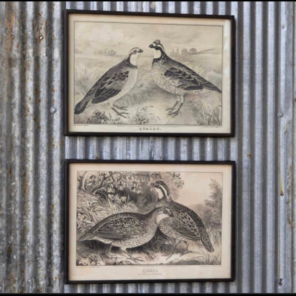 NEW Sepia Quail Prints (SET OF 2)